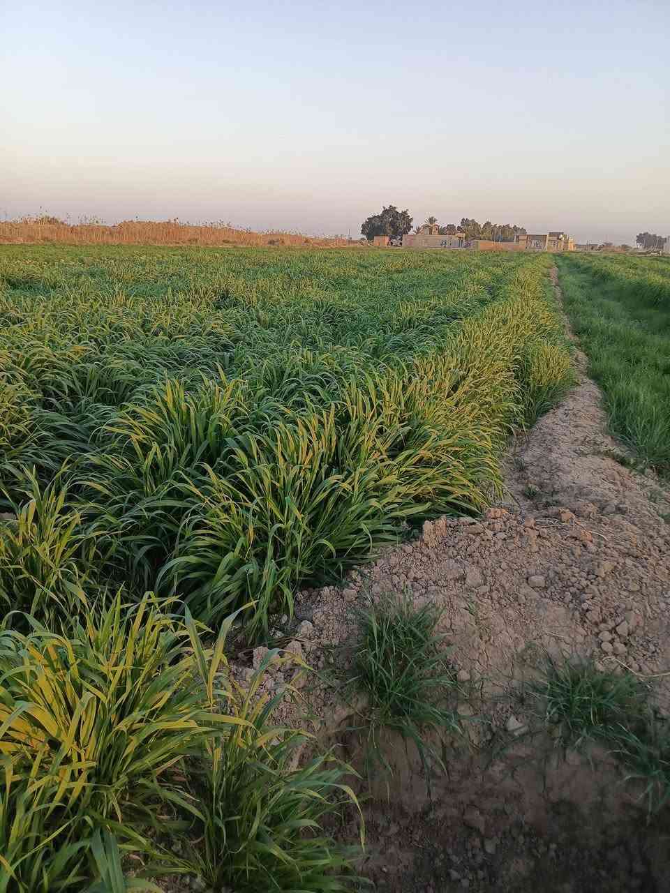 سلام عليكم حشيش 3دوانم حش المكان الناصريه قلعه سكر تصل ع رقم ‏‪***********‬‏
