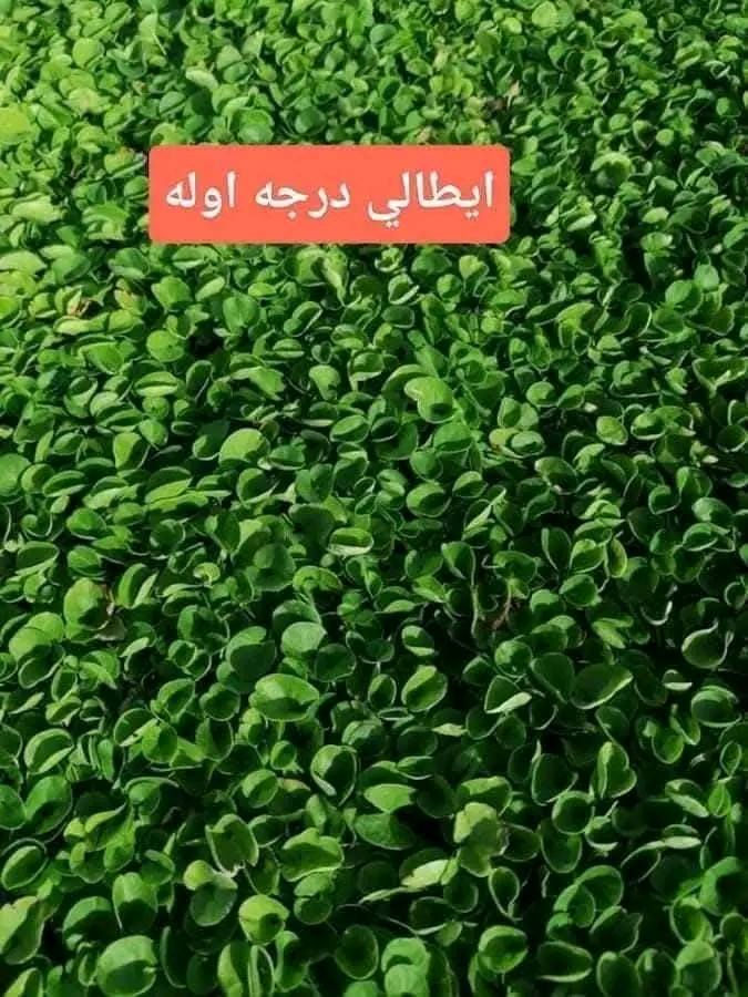 🌳 ثيل طبيعي من أجود الأنواع.. خضرة تدوم وأناقة تبهج! 🌳
مناسب للاستخدام في:

🏡 المنازل | 🌿 الحدائق | ⚽ الملاعب | 🏢 الدوائر | 🏗️ المشاريع الاستثمارية

🟢 أنواع متوفرة لدينا:

فرنسي – إيطالي – أمريكي – هندي – إسباني – إنكليزي

💚 نوعيات ممتازة بأسعار مناسبة جداً

📦 وقابل للتفاوض للكميات الكبيرة

✅ تجهيز كميات كبيرة للمشاتل والملاعب

✅ كادر متخصص بالزراعة والتركيب السليم

✅ نوصل لك لباب البيت، بأسرع وقت!

📞 للحجز أو الاستفسار تواصل معنا الآن

***********

***********

#ثيل_طبيعي #خضرة_دائمة #زراعة_ثيل #ملاعب #مشاتل #أسعار_تنافسية
