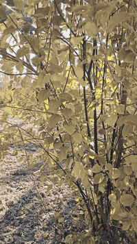 اللهم صلي على محمد وآل محمد.  دونم طابو زراعي سند ٢٥ مع دار . العنوان ...