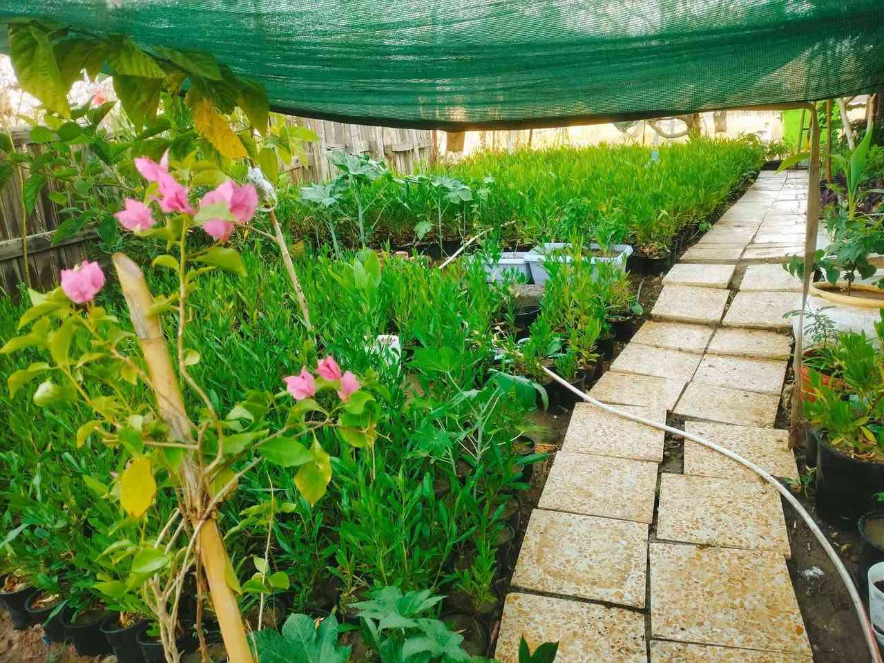 السلام عليكم
متوفر ددونيا جملة مفرد وجوري عطري فواح

موصل / مزارع الحدباء 
*********** واتساب
