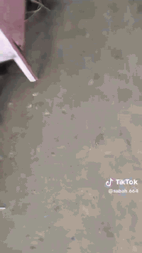 سلام عليكم هورن براد بلادي للبيع مكاني نجف الرقم ***********
