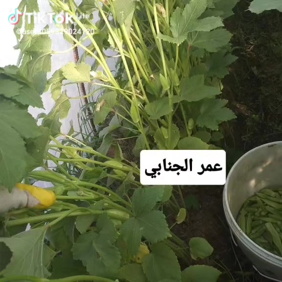يوجد بذور بانيه سلطانة وهولنديه متعهد بيها اني زارعها *********** العنوان بغداد المحمودية شارع الدولي جسر الخامس
