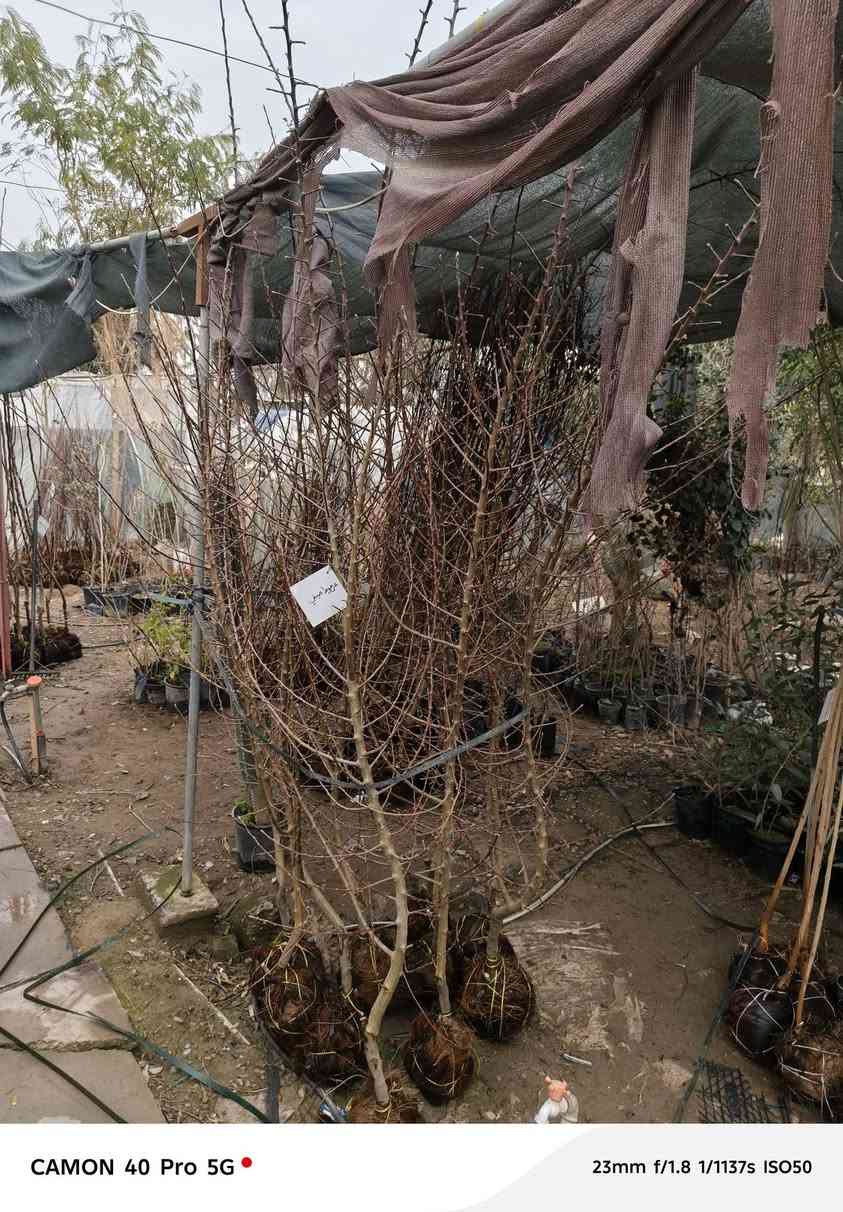 🌳 #وصول_وجبة_اخرى 🌲
متابعينا الاعزاء وصلتني وجبة اخرى من الاشجار الفواكه النفضية اشجار عالية وكلها طاكه اوراق جديدة (فول الفول) 🌟

  زورونآإ تـ♥̨̥̬̩جـ♥̨̥̬̩دون مـ♥̨̥̬̩آإيسرگ♥̨̥̬̩مـ♥̨̥̬̩

#مشہتہلہ_الہناعہوريہ_لہنباتہاتہ_الہزيہنة👩🏻‍🌾
🏠﮼العنوان :-
#صلاح_الدين/#قضاء_الدور/#قرب_البانزينخانه

#للحجزوالتوصيل 🚘
يرجى الاتصال برقم الاستاذ سعيد☎️
‭+٩٦٤ ٧٧٠ ٢٠٥ ٥٩٦٤‬
