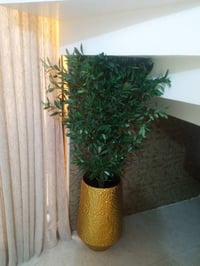 زرعه • حلة • بابل