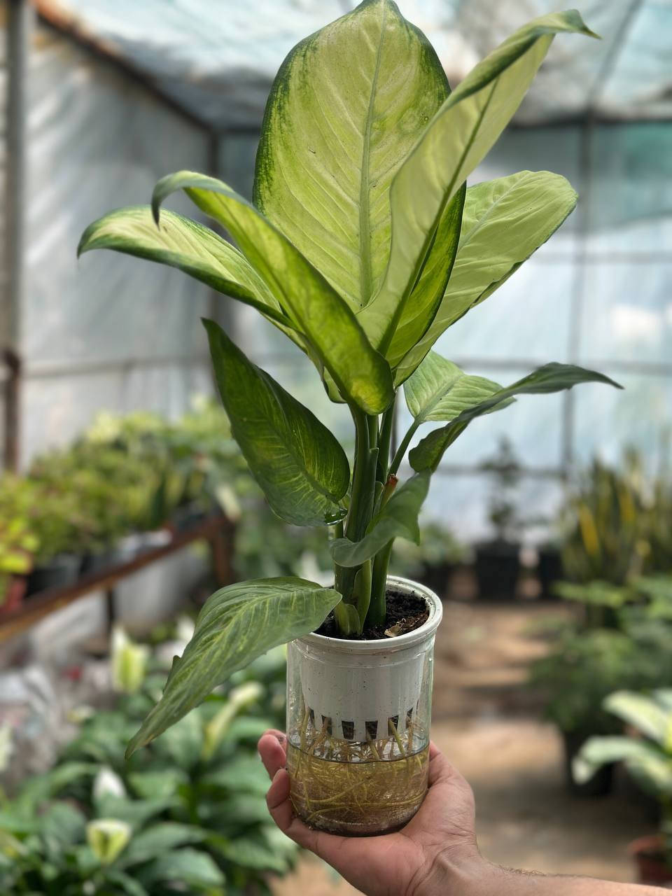 اسعد الله اوقاتكم بكل خير احلى متابعين🌹🌹

مثل ما عودناكم بنشر كل ما هو جديد🌲🌲
نعلن عن وصول وجبه جديده من النباتات الضليه 🌳🌳 والزهور🌹🌹  واشجار الفواكة والسنادين 
🌿🍀🌴💐🪴🍂
يوجد توصيل داخل  قضاء الصويره فقط 
للإستفسار الاتصال على الرقم ***********
🌴💐
العنوان,: #شارع_الغطاس_خلف_المجمع_السوري 
🪴
إدارة المشتل
***********
***********
