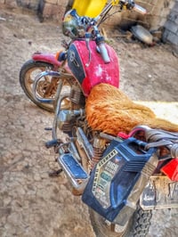 جونده • رقم اسود • سنويه