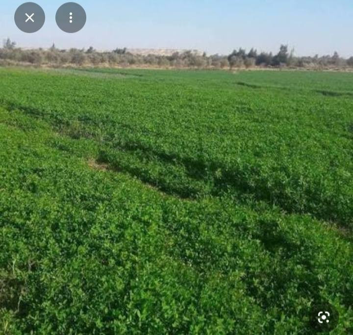 ارض زراعيه مساحتها ١٩٠ دونم طابو ملك صرف  على طابو المحموديه المكان طريقين طريق الدولي الذاهب الى الحلة تبعد عن الشارع العام الدولي ٣ كليو شارع مبلط والطريق الثاني طريق بغداد محمودية حلة  تبعد عنه  ٢ كليو شارع مبلط تطل على نهر  ماء حلو و٢٤ ساعة موجود السقي حاليا جاهزة لزراعة خدمات مي كهرباء فول  شارع تبليط سعر الدونم  خاص لشراي الجاد لمعرفة التفاصيل رقم وتساب ***********
