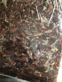 تمر شويثي اسود وتمر برحي للبيع بسعر مناسب 07819281784