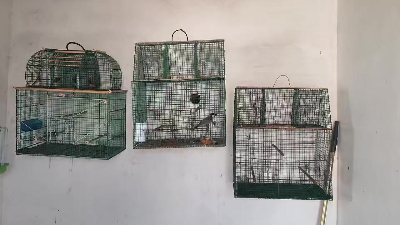 سێ قەفەزی چوار تەڵەیی بۆ فرۆشتن.سعر چات


**إذا كنت صاحب هذا الإعلان وتريد حذفه لأي سبب، رجاءا أرسل رسالة إلى الدعم الفني**