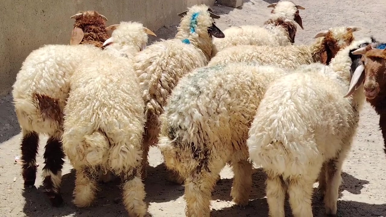 من رخصت الأدمن المحترم
اخوان للبيع طليان 8 خشانه فول شرط مكفولات من كل عيب ابيع شلع شرط النصاحه طليان سمان وخشانه فول مكاني صلاح الدين بيجي للاتصال *********** /***********
