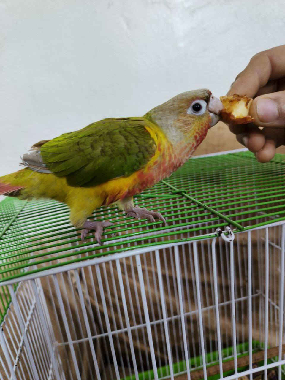 طير كنيور اناناس للبيع الاستفار خاص


**إذا كنت صاحب هذا الإعلان وتريد حذفه لأي سبب، رجاءا أرسل رسالة إلى الدعم الفني**