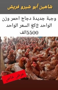 دجاج احمر • ٢كغ • توصيل مجاني