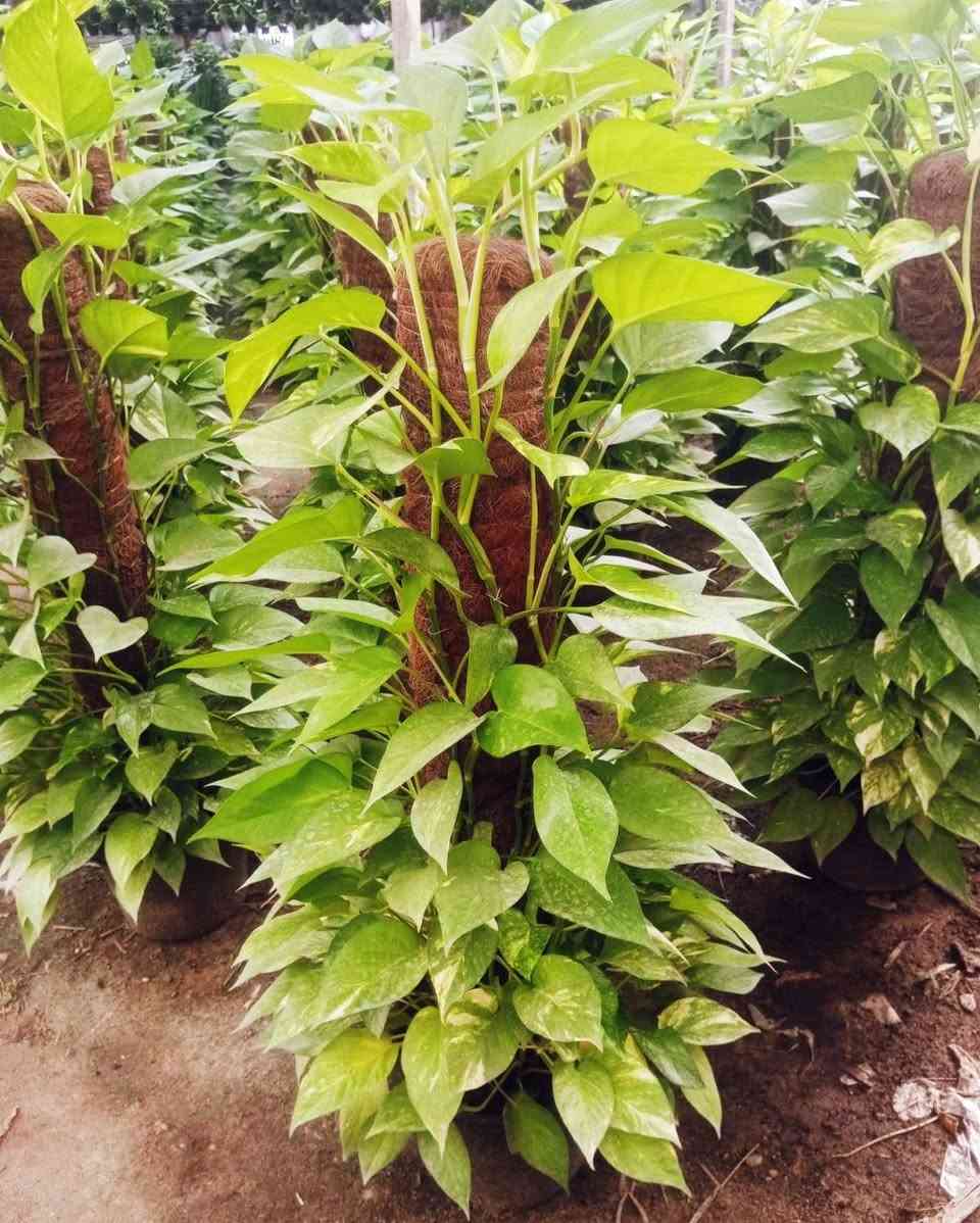 🌿✨ وصلت أجمل أنواع البوتس الطبيعية بأقل الأسعار 
 البوتس الاستيك متر ونصف 
 البوتس المتر العريض 
 البوتس الهانج 
ديفنباخيا تروبك 
السنجونيوم الهانج 
لمسة فخامة وأناقة تناسب المنزل والمكتب والحدائق الداخليه 
✅ نباتات صحية 
✅ جودة ممتازة 
✅ مناسبة للمنزل، المكاتب، الكافيهات، والفلل
✅ سهلة العناية وتضيف لمسة طبيعية فاخرة
📍 متوفر الآن لدى Royal Garden 
بأقل الأسعار  💪


**إذا كنت صاحب هذا الإعلان وتريد حذفه لأي سبب، رجاءا أرسل رسالة إلى الدعم الفني**
