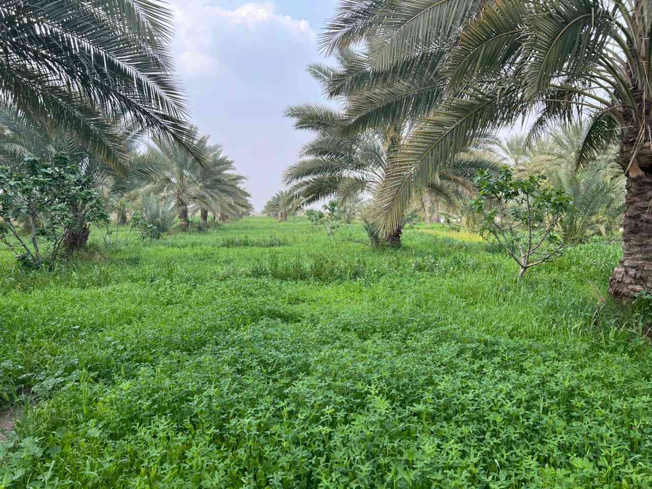 السلام عليكم
قطعة أرض مساحة 6 دونم طابو صرف خدمات كاملة تبعد عن الشارع 20 متر واجهة 40 نزال 600 / يوجد فيها 80 نخلة حمال واشجار تين 
الموقع /طريق سدة محاويل/ أراضي الناصرية 
للتفاصيل أكثر 0786 337 7890
