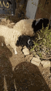 بسم الله الرحمن الرحيم زوج طليان مقفله شحم ولحم تواصل ع رقم 0781280910...