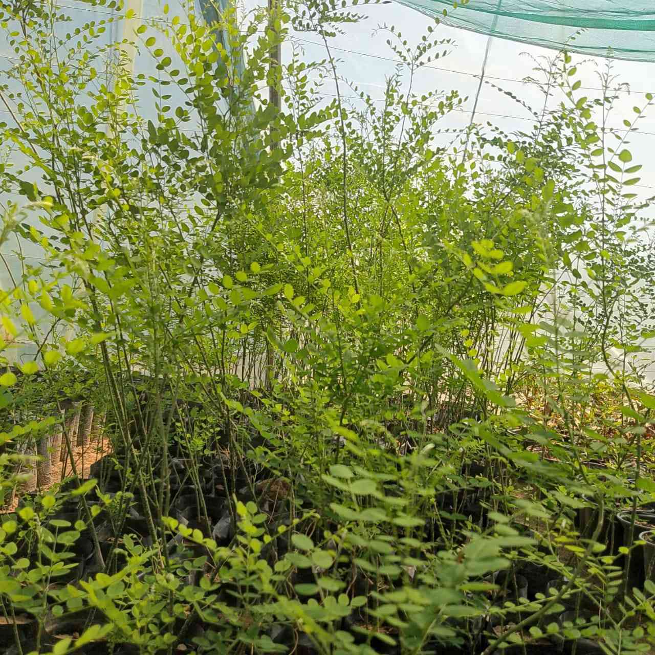 🌿🌳 إعلان مميز من مشتل الشاهين 🌳🌿

✨ متوفر الآن: شتلات شجرة صفيراء اليابان (السيفورا) ✨
شجرة الظل القوية والأنيقة التي تجمع بين الجمال والتحمل 🌞💚

🔹 تُعتبر شجرة **** من أفضل أشجار الزينة المستخدمة في تشجير الشوارع والحدائق، لما تمتاز به من قدرة عالية على التأقلم مع أجواء العراق والحرارة المرتفعة 🌡️🌿

━━━━━━━━━━━━━━━━━━━
🌟 مميزات الشجرة:
━━━━━━━━━━━━━━━━━━━
🌳 نمو متوسط إلى سريع وتكوين تاج واسع وكثيف
🌳 أوراق خضراء زاهية تعطي منظر جمالي طوال الموسم
🌳 ظل كثيف ومريح مثالي للأماكن المكشوفة
🌳 تتحمل الحرارة العالية والجفاف بشكل ممتاز
🌳 تتحمل التربة الفقيرة ونسبة من الملوحة
🌳 شجرة معمّرة تعيش لسنوات طويلة
🌳 مقاومة جيدة للأمراض والآفات

━━━━━━━━━━━━━━━━━━━
🌼 الإزهار والجمال:
━━━━━━━━━━━━━━━━━━━
✨ تزهر في فصل الصيف بأزهار بيضاء مائلة للصفرة
✨ أزهار عطرية تجذب النحل والحشرات النافعة 🐝
✨ تضيف لمسة جمالية راقية للحدائق والشوارع

━━━━━━━━━━━━━━━━━━━
🌿 الفوائد والاستخدامات:
━━━━━━━━━━━━━━━━━━━
🌱 مثالية لتشجير الشوارع والساحات العامة
🌱 تستخدم في الحدائق المنزلية والمنتزهات
🌱 تعمل كمصدات رياح وتقليل الغبار
🌱 تساهم في تلطيف الجو وخفض درجات الحرارة
🌱 من الأشجار المهمة لمربي النحل (مصدر رحيق جيد)
🌱 تدخل في بعض الاستخدامات الطبية التقليدية

━━━━━━━━━━━━━━━━━━━
📌 لماذا ننصح بزراعتها في بغداد؟
━━━━━━━━━━━━━━━━━━━
✔️ تتحمل الظروف القاسية والحر الشديد
✔️ لا تحتاج عناية كبيرة بعد التأسيس
✔️ تعطي ظل قوي خلال فترة قصيرة نسبيًا
✔️ مناسبة للمشاريع الزراعية والتشجير الواسع

━━━━━━━━━━━━━━━━━━━
💰 العرض:
━━━━━━━━━━━━━━━━━━━
✔️ أسعار مناسبة جداً
✔️ خصومات خاصة للكميات وأصحاب المشاتل

━━━━━━━━━━━━━━━━━━━
📍 مواقعنا:
━━━━━━━━━━━━━━━━━━━
📌 الفرع الأول: بغداد – الدورة
(الشارع المقابل لعلوة الرشيد قرب شركة دجلة للمشروبات الغازية خلف منطقة أبو دشير)

📞 ***********

📌 الفرع الثاني: بغداد – أبو غريب
(خلف بانزين خانة جوهرة العدنان)

📞 ***********

━━━━━━━━━━━━━━━━━━━
🚚 ملاحظة:
متوفر تجهيز كميات للمشاريع والتشجير مع إمكانية التنسيق المسبق 🌳

🔥 الكمية محدودة والطلب عالي… سارع بالحجز الآن!
اجعل حديقتك أكثر جمالاً وبرودة مع واحدة من أفضل أشجار الظل 🌿✨
