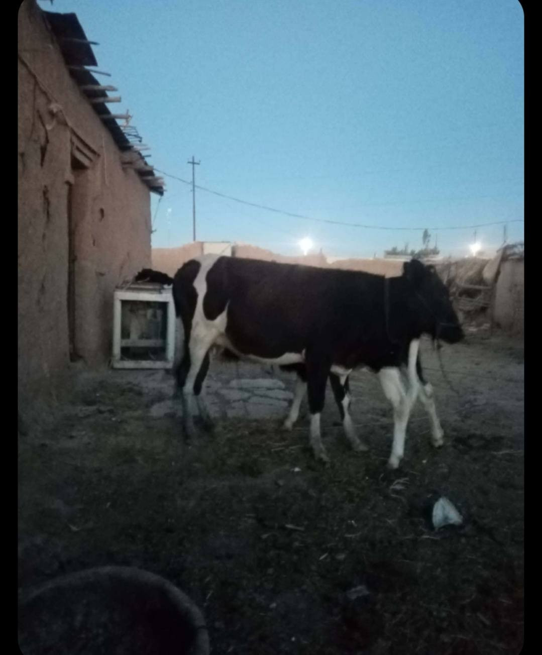 بقره ضحيه الشراي يتصل
***********
