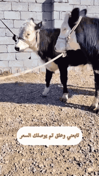 #توم عجل ونثيه سمنتال
مكانهن بغداد 
***********
