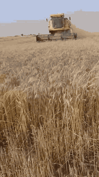 للبيع حاصده 2005اربعه بلم قايش محرك بي صوت اثر حماوه صاحبها ماندله كابينه عمل السعر 35مليون وبيها مجال العنوان كركوك الصيادة للئستفسار على الرقم ***********
