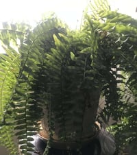 مرجوحة • ٣ سنين • للبيت