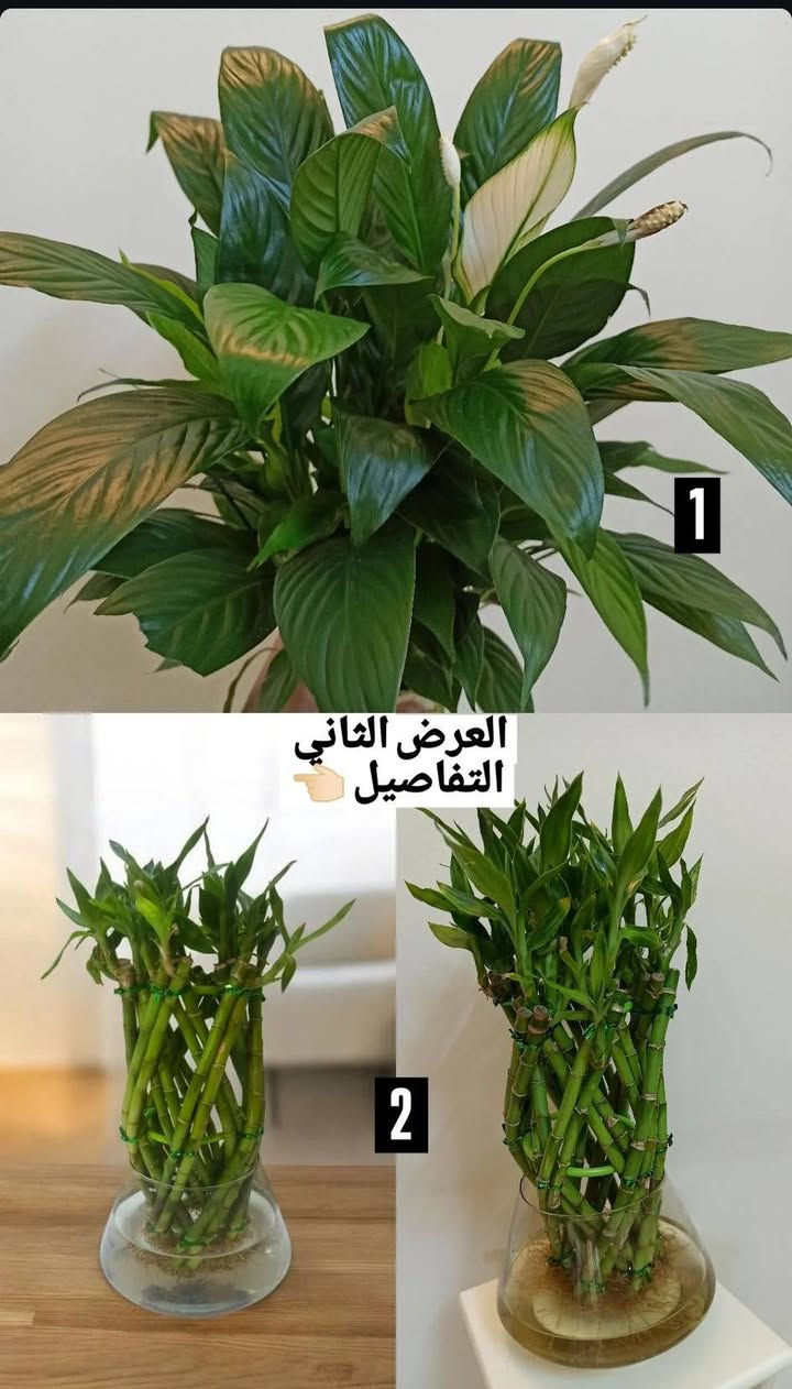 عروض بابونج اليوم فقط ✔️
خصومات تصل إلى 30٪ 
🌿 نباتات طبيعية ضلية وخارجية
🪴 سنادين بجميع الأحجام
🚿 مستلزمات وأسمدة زراعية
🎉 استغلوا الفرصة قبل نفاذ الكميات
📍 بابونج ستور – الجودة والسعر بصفك
⏰ لفترة محدودة
الحجز وتساب 
***********
