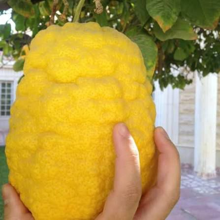 اطرنج عالي شلاع السعر 15


**إذا كنت صاحب هذا الإعلان وتريد حذفه لأي سبب، رجاءا أرسل رسالة إلى الدعم الفني**