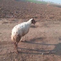 انعجه لبيع مال ربط اعشره ٣ أشهر السعر ب  ١٢٥ قفل  07714049284