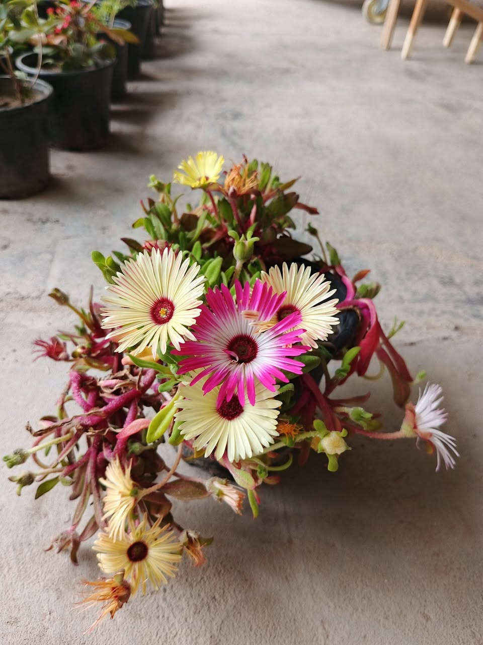 نبات ( ديلز) نبات من النباتات الشمسية والجميلة بألوان ورودها 
متعددة الألوان 🌹

السعر:2000 دينار عراقي 🇮🇶 

توصيل لكافة انحاء العراق:5 الاف 🚘 

للطلب والاستفسار ⬅️ خاص 
واتساب ⬅️ ***********

الموقع الرسمي 🌐 الانبار ـ عامرية الفلوجة مجمع الاخاء السكني مقابل جامع الرحمن
