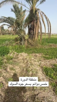 خمس دوانم جوه السوك في منطقة  #الدورة 07813952905_07774922088_07513138...