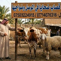ذبح الأضاحي • الموصل • تجهيز اللحم