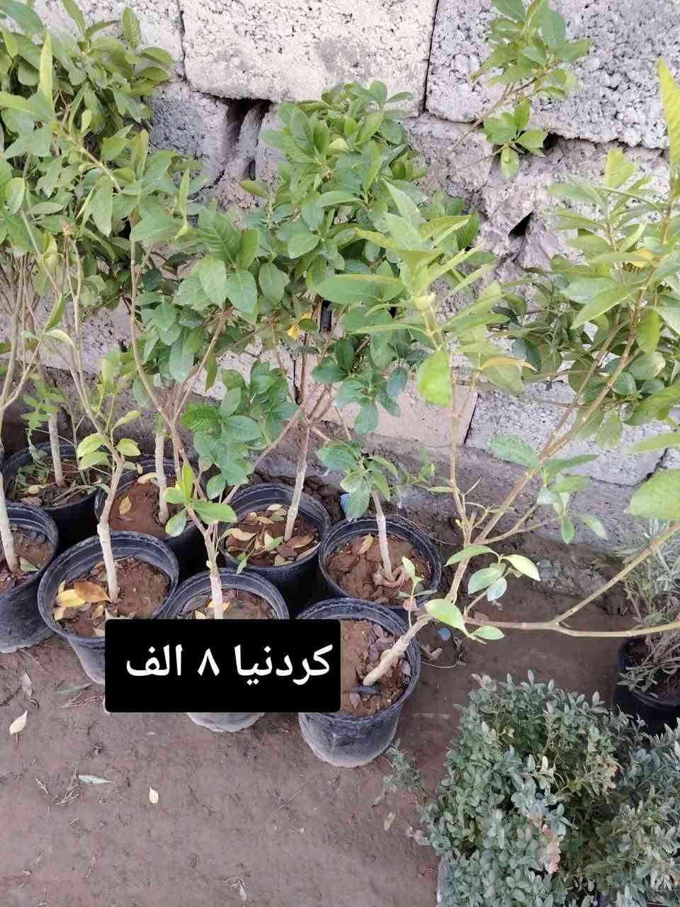 السلام عليكم ورحمة الله وبركاته
  لتواصل والاستفسار خاص او ارقم  الهاتف وتساب( ***********) واتساب (***********))) جديد وأسعار مناسبة جدآ
تم وصول ألاشجار التركية والايطالية والايرانيه  نفضية وأشجار دائمة متوفرة جميع الأشجار  والورود 
 موقع المشتل الشرقاط الساحل الأيسر الهيجل قرية المشهد
يوجد توصيل داخل الشرقاط
