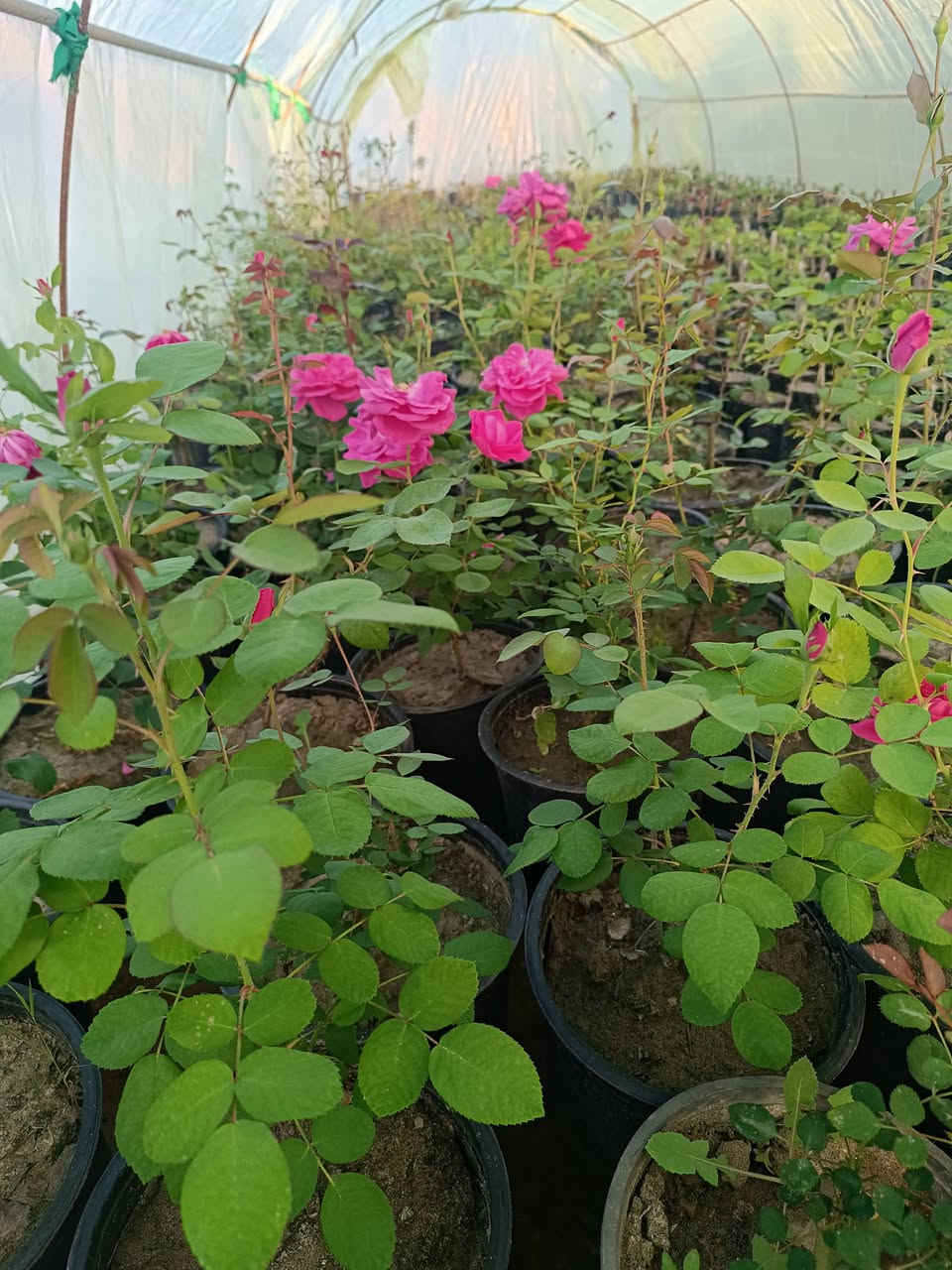 ورد جوري عراقي + روز الشتل خشن خير من الله والعمر سنتين ونص السعر 5000 دينار  لشتله وكل 5 شتلات معه جهنمية لون اصفر هدية
للاستفسار خاص أو الاتصال بالرقم *********** وتوصيل داخل حديثة موجود
