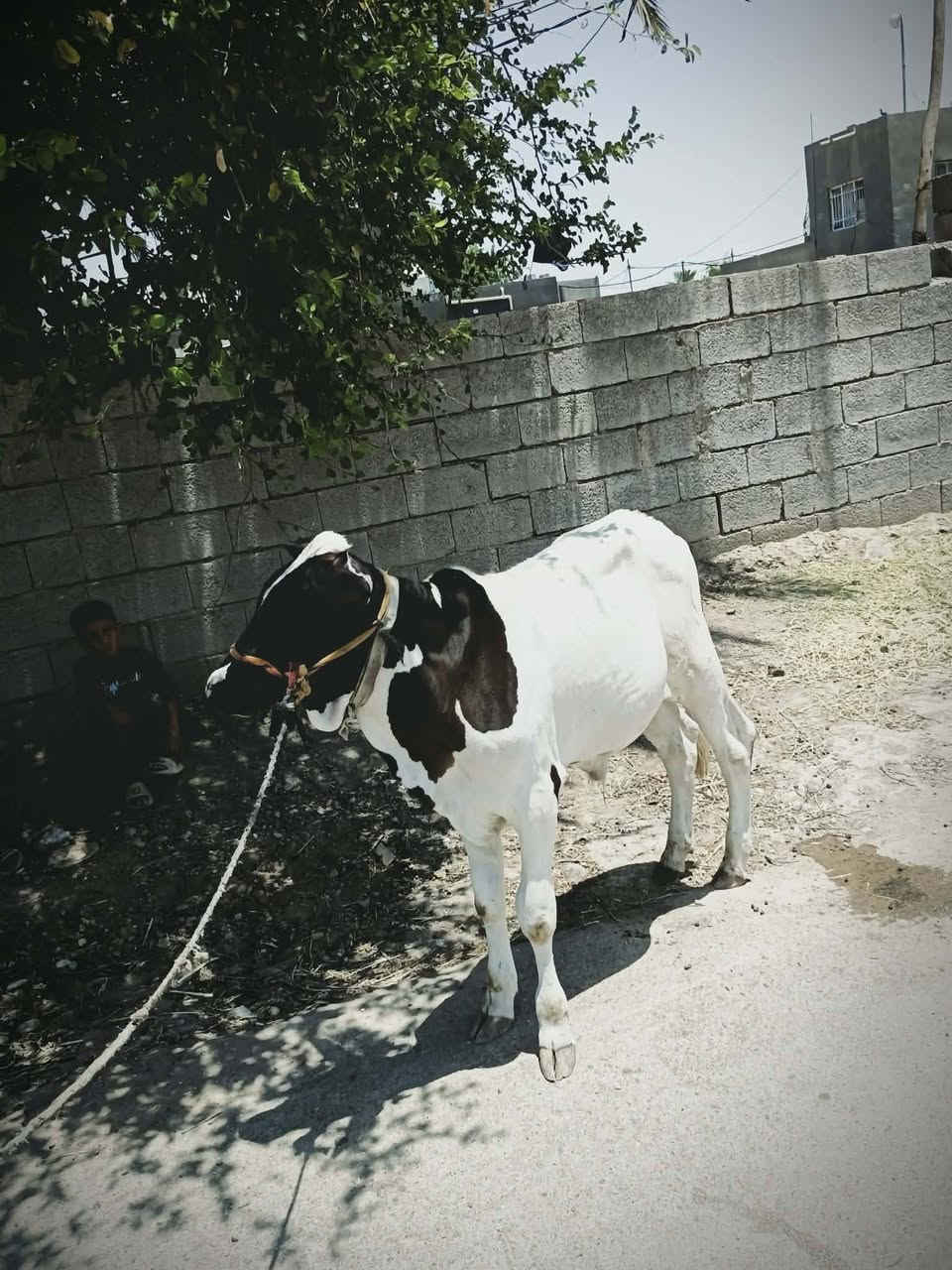 يالله سلام عليكم اخوان
عجل حلو يرهم ارباط ويرهم اكصابه شرط الصحا الي يريده يتواصل وياي وبل خدمه المكان واسط الشحيميه قريه 10
***********
