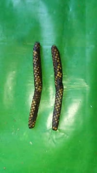 عرك رفش مايسمئ عرك السواحل البحري العرك قديم ملاكط العرك شغال شغل عام ...