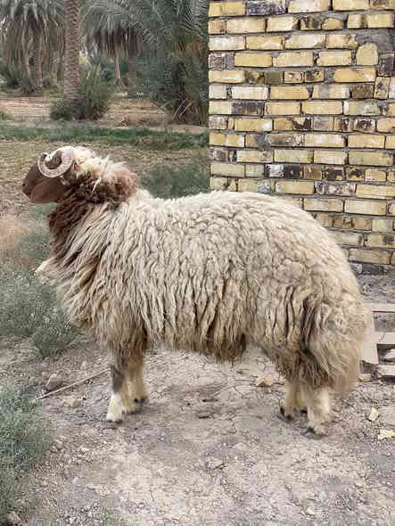 فحل للبيع مكاني حله السعر ٦٠٠ وبيه مجال ***********
