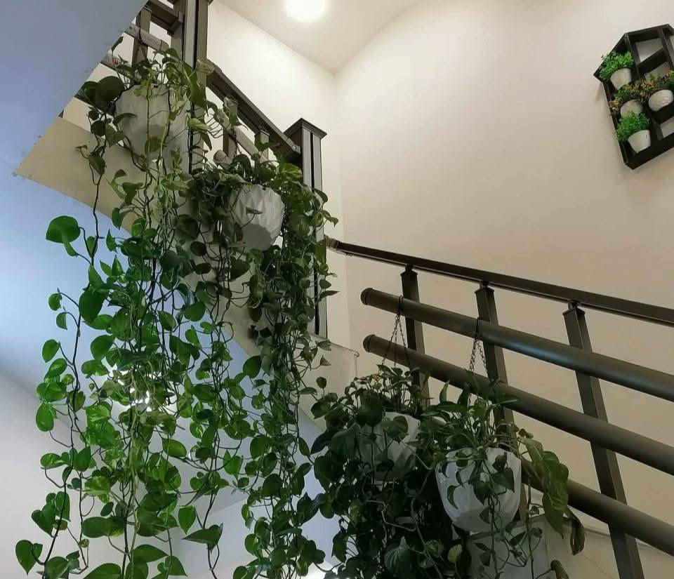 🪴🎉🎊سندانه سقي الذاتي ضد لكسر🎉🎊
💐 مع زنجيل حديد قوي جدا💐
🎉🎊٢ با ٥ الف🎊💐
🌹سقي ذاتي قطعتين القطعه الخارجية تعمل كخزان للماء والقطعه الداخلية تكون فيها تربة موصل بخيط قطني لترطيب التربة الفترة طويله🌹
لحجز على خاص 
***********
#توصيل #كل #محافظات
