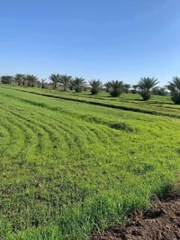 اليوسفية بغداد • ٤ دونم • طابو زراعي