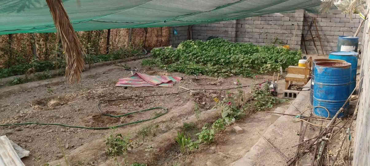 🟥 قطعة أرض للبيع – البصرة / أبي الخصيب 🟥
المساحة 530متر
الواجهة 25متر – النزال 20ونس
نوع العقار وقف سني أصولي

🌴 مزروعة نخيل برحي وبريم وأم دهن وأنواع مختلفة
🌲 سدار ونباتات زينة 🌺🌻🌷🌾🥀

🧱 مسيجة بلوك محكمة + باب سلايت
🛣️ شارع 7متر

📍 العنوان: أبي الخصيب / جيكور / شارع الميناء
✅ جميع الخدمات متوفرة (ماء، كهرباء، مدارس، جوامع)
قريب من ذهب أبو الخصيب القديمة

💰 السعر 38مليون وبيه مجال
📞 للاستفسار اتصال أو واتساب
***********
