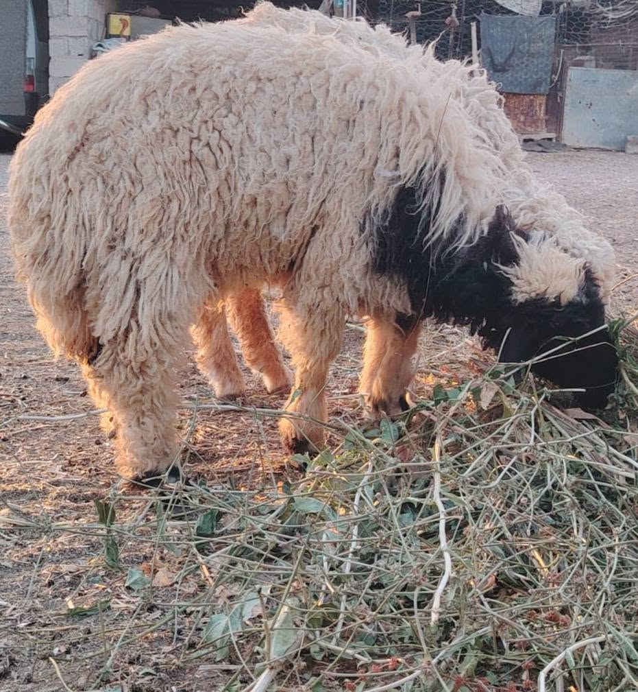 خروف عیراقي وماعز للبیع ای سوال او استفسار ع هاي رقم‏‪***********‬‏
