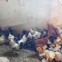 ديوك • ديوك عرب • ديوك خشنة • بيع ديوك • دجاج • دجاج عربي