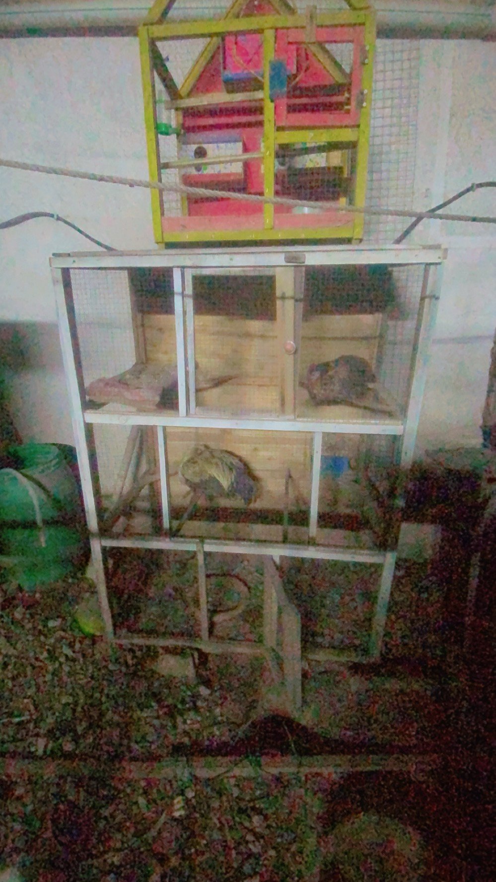 قفص متعدد الاستعمال عدد /٢
العنوان حي اور قرب حسينية المصطفى
اوصلهن الك لباب البيت 
والسعر باليرضي بي الله