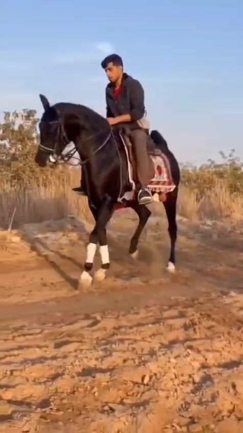 الهم صلي على محمد وآل محمد فرس ماله وصف هوازيه فناص كسر وشرط جمال والكشخه والخياله مال تشابيه ومال كشخه وستعراض وينه جناي زين ويدور درجه واله وفرس هوازيه كتاب وشريحه كامله المواصفات عمره 4سنوات رتفاعهه 155شرط الاستفسار خوكم ابو محمد توصيل لجميع المحافظات العراق حسب نتفاق  ***********واتساب 
***********واتساب          🧿اسم الفرس تسواهن 🧿
***********واتساب
