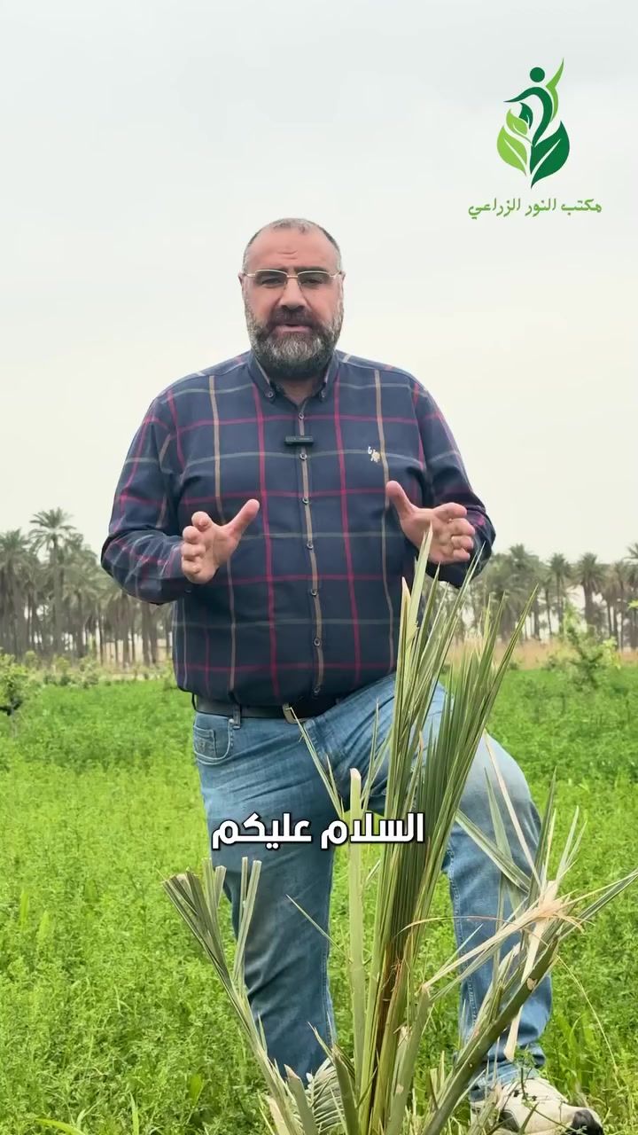 المجذرات ومحفزات الجذور 
هناك فرق كبير بينهم 
المجذرات عبارة عن هرمونات وهناك محاذير في استخدامها 
وهذه الهرمونات تسرع وتحفز الاقلام والفسائل على تكوين جذور رئيسية
محفزات الجذور موجودة في كل الاسواق وهي عبارة عن احماض امينية وعناصر معدنية وتراكيب مختلفة من المخاليط دورها تحفز نمو الجذور الثانوية
لذلك عند زراعة الفسائل نحتاج الى مجذرات ( هرمونات ) واضافة محفزات الجذور لن تكون مفيدة لأن الفسيلة لم تكون بعد الجذر الرئيسي حتى يتم تحفيزها لتكوين الجذور الثانوية 
للمزيد من المعلومات والأستفسار 
مكتب النور الزراعي ( شركة الماس الاصفر ) 
بغداد - اليوسفية - علوة الرمل 
***********
*********** 
#اسمدة
#زراعة_عضوية
#فسائل
#نخيل
