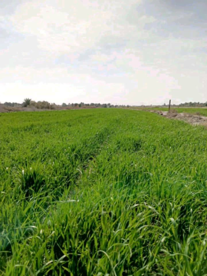 للبيع 4 دونم زراعي أسهم منطقة گدر مناحي على شط العطشان تبعد 4 كم عن مقام الامام المهدي  *********** الاتصال على الرقم
