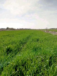 گدر مناحي • ٤ دونم • شط العطشان