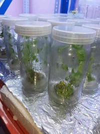 بسم الله الرحمن الرحيم يعلن مشتل ومختبرالشاهين الزراعي  🌿 متوفر الآن ش...