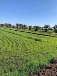 تاجي سبع البور • ٥ دوانم • طابو زراعي