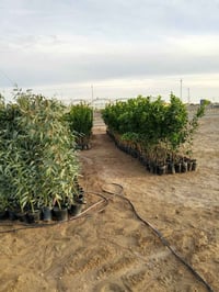 مشتل الزوية • مفرق المدينة السياحية • بداية الموسم