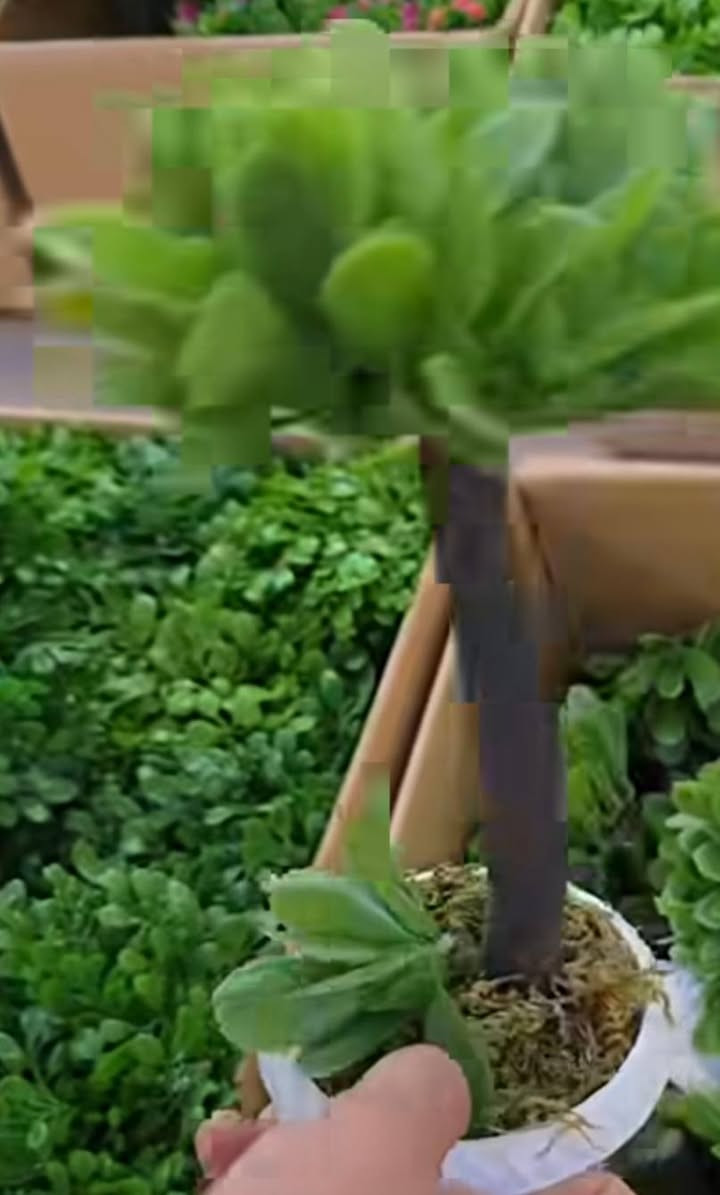 نباتات صناعية القطعة ٥٠٠٠فقط


**إذا كنت صاحب هذا الإعلان وتريد حذفه لأي سبب، رجاءا أرسل رسالة إلى الدعم الفني**