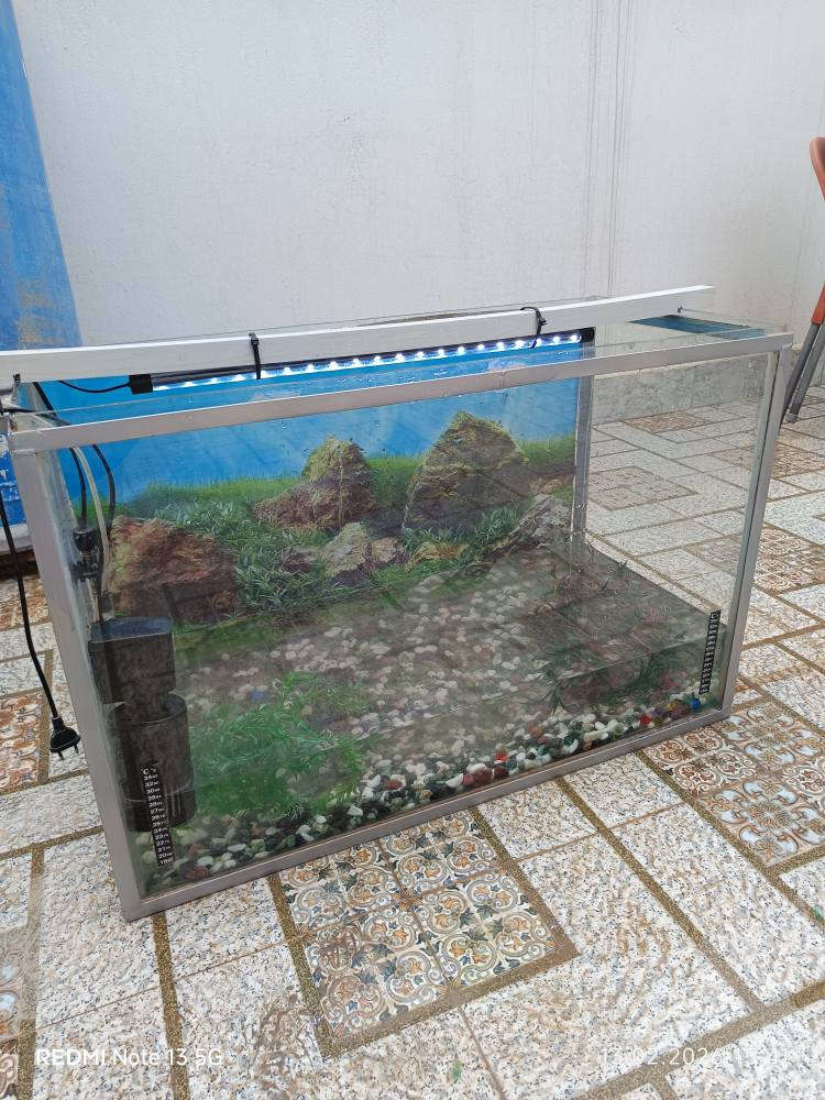 حوض سمك كبير 80 سنتيمتر و ارتفاع 60 سنتيمتر مع اطار حديد مع ملحقاتها كامل بدون سمك سعر 50 الف كركوك, العراق


**إذا كنت صاحب هذا الإعلان وتريد حذفه لأي سبب، رجاءا أرسل رسالة إلى الدعم الفني**